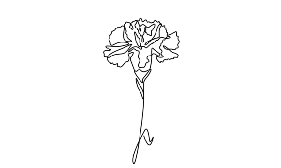 Animated Carnation Flower Elegance: A Motion Graphic Guide