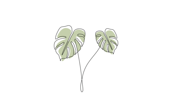 Animated Monstera Leaves: A Fluid Line Art Motion Graphic